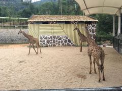 -泉州海丝野生动物世界