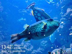 -海合安青岛极地海洋公园