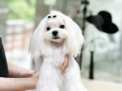 -鑫艺宠物美容培训学校