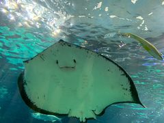 -瑞普利水族馆