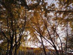 -三里屯东五街银杏大道