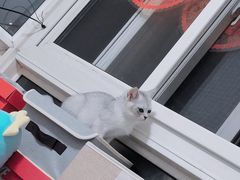 -糯米喵星人总部直营旗舰店·猫舍·幼猫出售