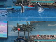 -海合安成都极地海洋公园