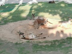 -西霞口神雕山野生动物世界