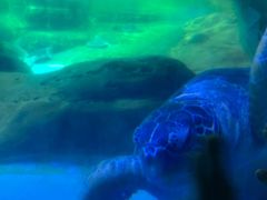 -海合安成都极地海洋公园