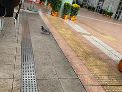 -九龙公园