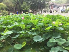 -莲湖公园