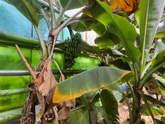 -呀路古热带植物园