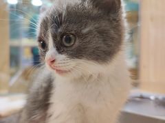 -屋虎猫馆(宝安大仟里店)