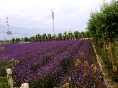 -菌之家·专业纯野生菌火锅·特色炒菌