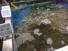 多宝鱼-盒马鲜生(大成店)
