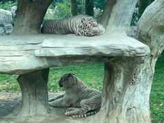 -北京野生动物园