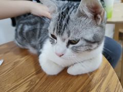 -李小姐の猫咖啡馆(五角场店)