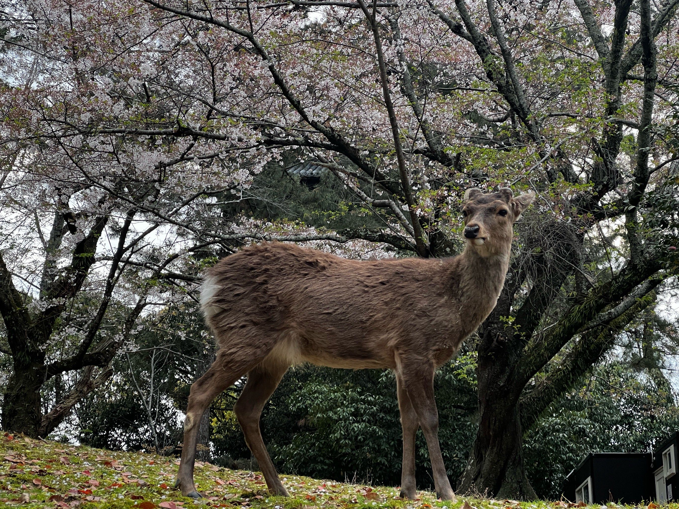 奈良的小鹿也太可爱了