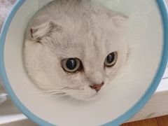 -美联众合宠物医院·爱萌分院·内外科·猫科中心