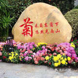 梅兰竹菊诗情画意——清风园（菊花盛开中）