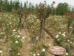 android_upload_pic-白塔湖国家湿地公园