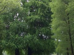 -南宁良凤江国家森林公园