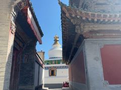 -塔尔寺-菩提树