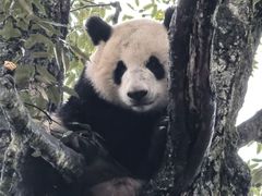 -中国大熊猫保护研究中心雅安碧峰峡基地