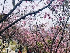 -小南山公园