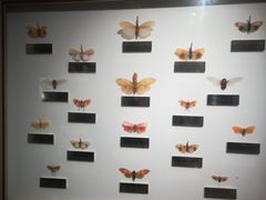 -上海昆虫博物馆