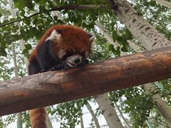 -北京野生动物园