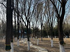 -大兴滨河森林公园