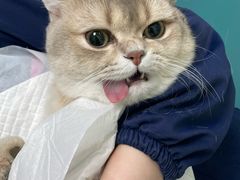 -北京观赏动物医院·24小时大型综合·猫专科·异宠专科