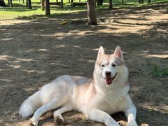 -爪吧宠物乐园 (温榆河示范区店)