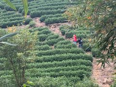-莫干山风景区
