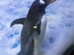 -芜湖新华联大白鲸海洋公园