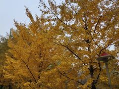 -长白岛森林公园