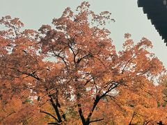 -香山公园