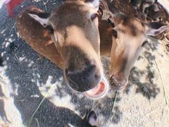 -鹿境梅花鹿生态园区
