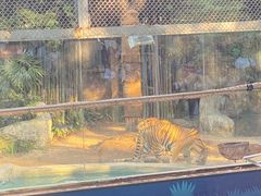 -清迈夜间动物园