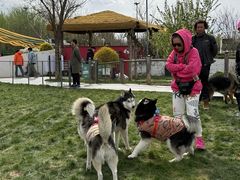 -爪吧宠物乐园 (温榆河示范区店)