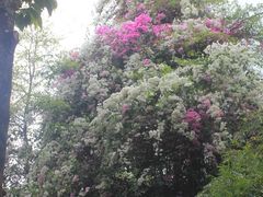 -深圳国际园林花卉博览园