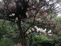 -燕塞湖鸟语林景区