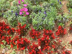 -东莞植物园