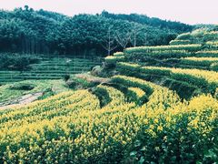 -灵山景区梯田