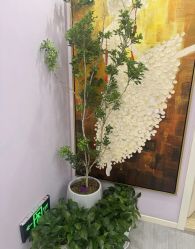 -紫琪尔胸部养护中心