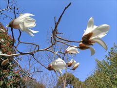 -上海吴淞炮台湾国家湿地公园