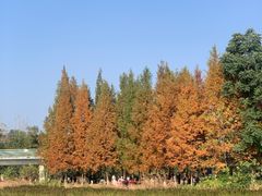 -三圣花乡旅游区