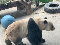 -石家庄市动物园