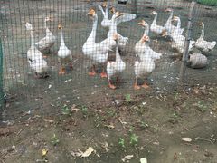 -草根堂农场