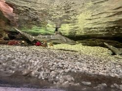 -Zoolung Zoolung动物主题公园(海信广场店)