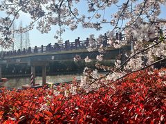 -高东镇樱花园