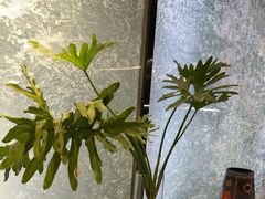 -陈熹公民族美食文化餐厅(中华广场店)