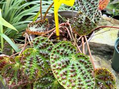 -国家植物园南园